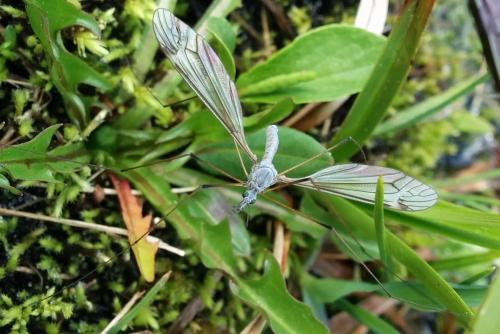 Tipula sp.
